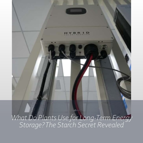 What Do Plants Use for Long-Term Energy Storage? The Starch Secret Revealed